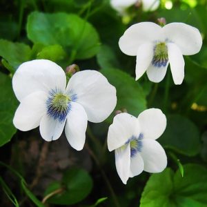 Виола Альбифлора (корневища)