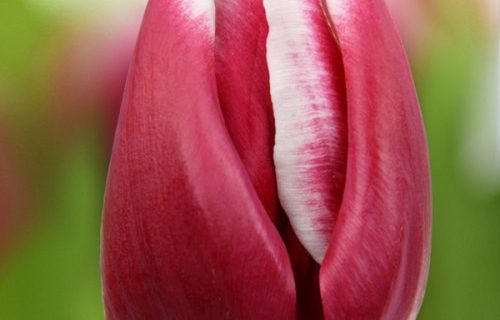 Тюльпан Дебютант 25 цибулин розмір 10/11