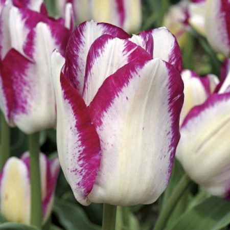 Тюльпан Еффейр (Tulip Affaire)