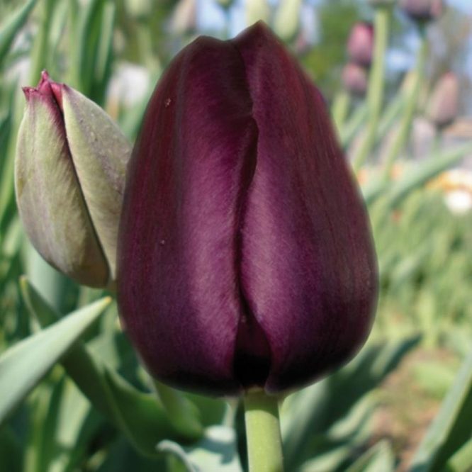 Tulip-Recreado
