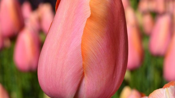 Tulip-Dordogne