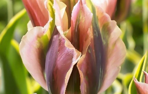 Тюльпан Грин Ривер 1