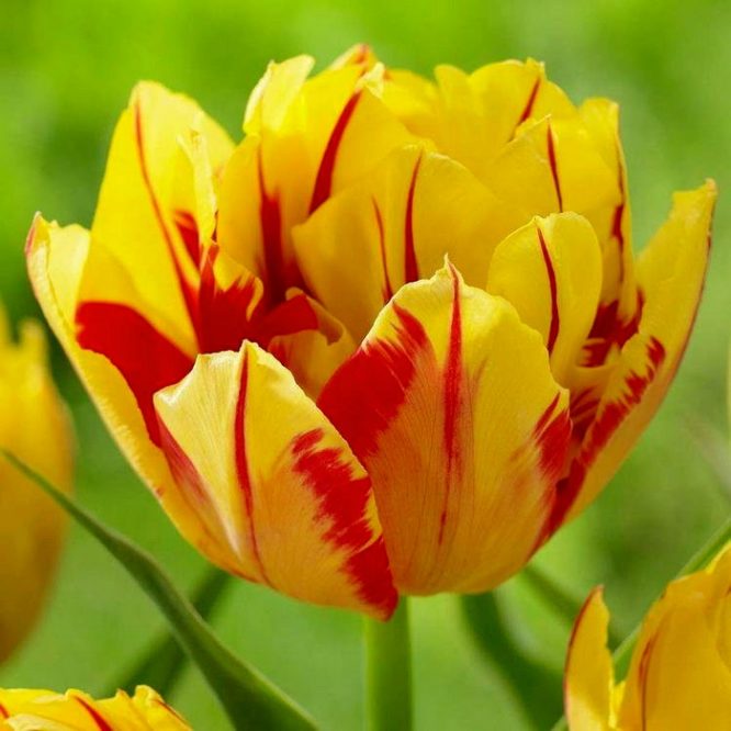 Tulip-Monsella