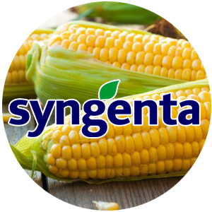 Syngenta семена сахарной кукурузы