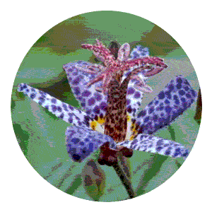 Корневища орхидей садовых