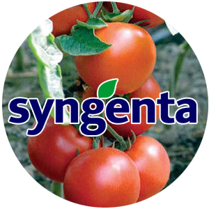 Syngenta семена томатов