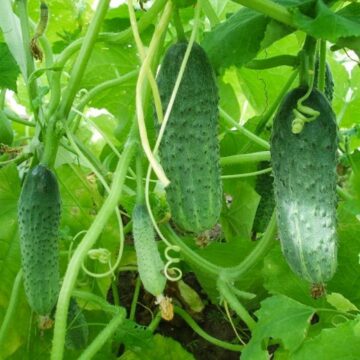 Огурец Не грусти пакет 30 семян