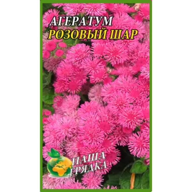 купити-агератум-рожева-куля