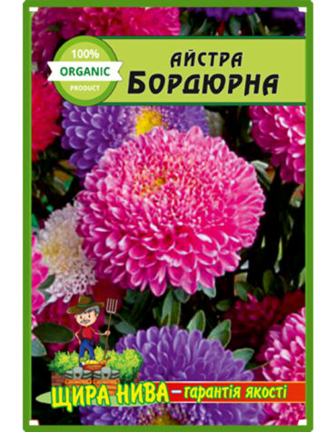 Айстра Бордюрна низькоросла