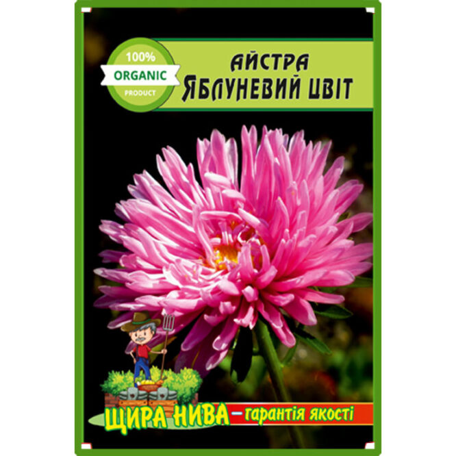 Айстра Гігантська яблуневий колір
