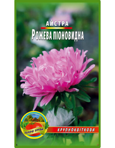 Айстра піоноподібна Рожева