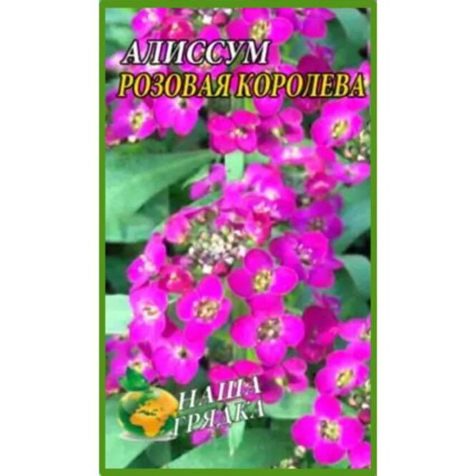 купити-Аліссум-Рожева-королева-щира-нива