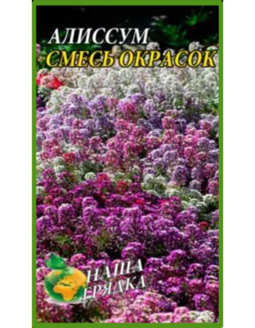 купити-Аліссум-Суміш-забарвлень-щира-нива