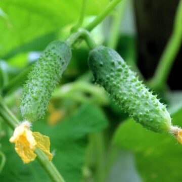 Огурец Обильный пакет 30 семян