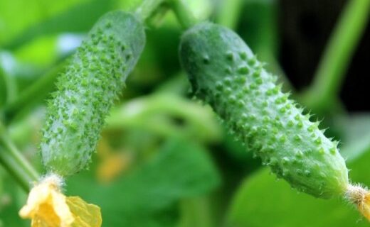 Огурец Обильный пакет 30 семян