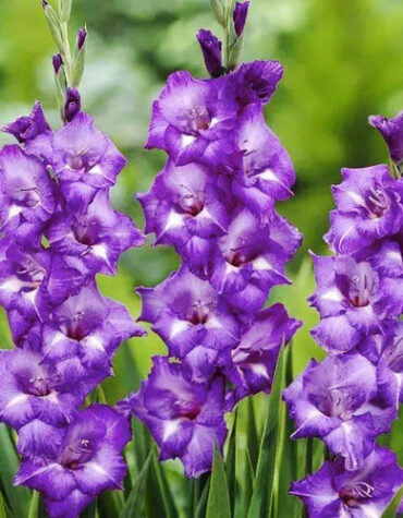 Гладіолус-Blue-Isle