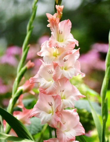 Гладіолус-Careless