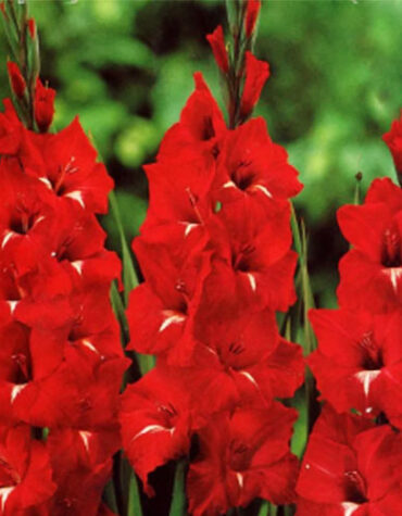 Гладіолус-Chinon