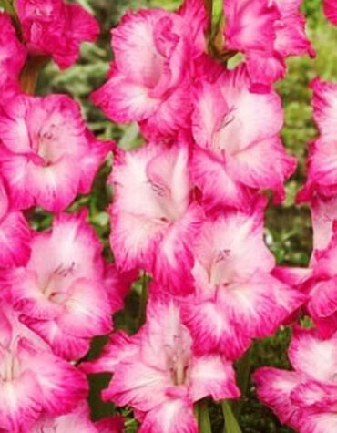 Гладіолус-Fairytale-Pink