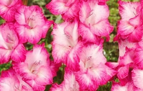 Гладіолус-Fairytale-Pink