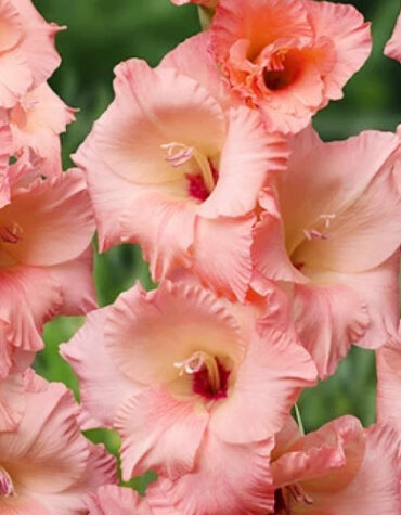 Гладіолус-Georgia-Peach