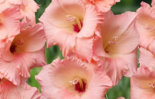 Гладіолус-Georgia-Peach