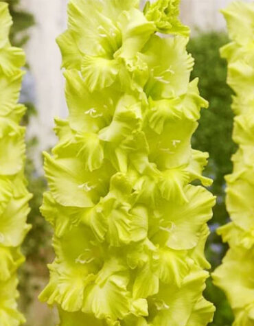 Гладіолус-Kio