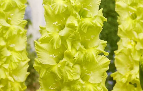 Гладіолус-Kio