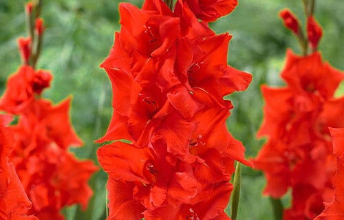 Гладіолус-Manhattan