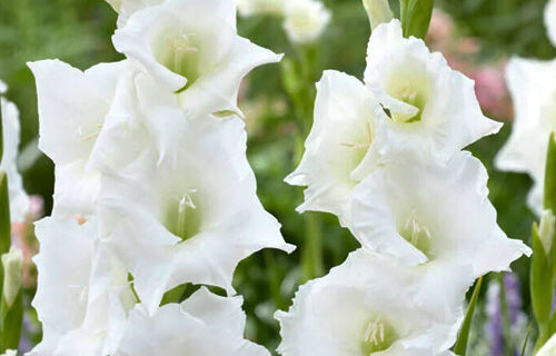 Гладіолус-Nova-Zembla