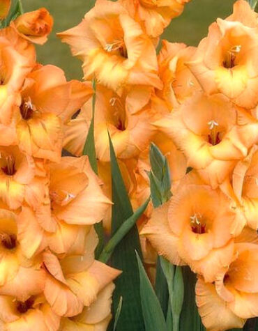 Гладіолус-Ovatie