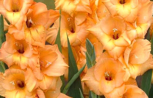 Гладіолус-Ovatie