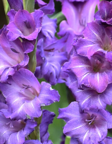 Гладіолус-Performer