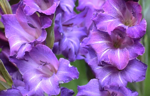 Гладіолус-Performer