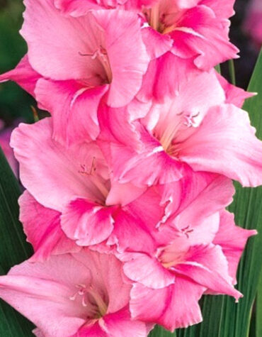 Гладіолус-Pink-Parrot