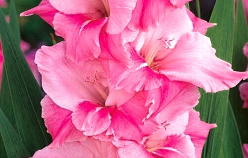 Гладіолус-Pink-Parrot