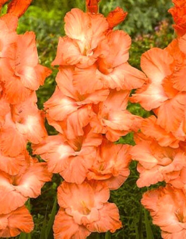 Гладіолус-Princess-Lee