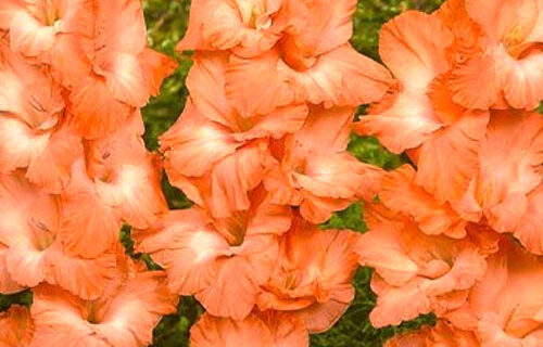 Гладіолус-Princess-Lee