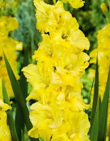 гладиолус-bra-val