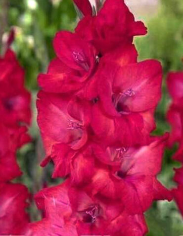 Гладиолус-Natan