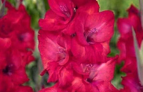 Гладиолус-Natan