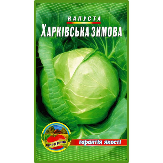 білоголова-капуста-харківська-зимова-щира-нива