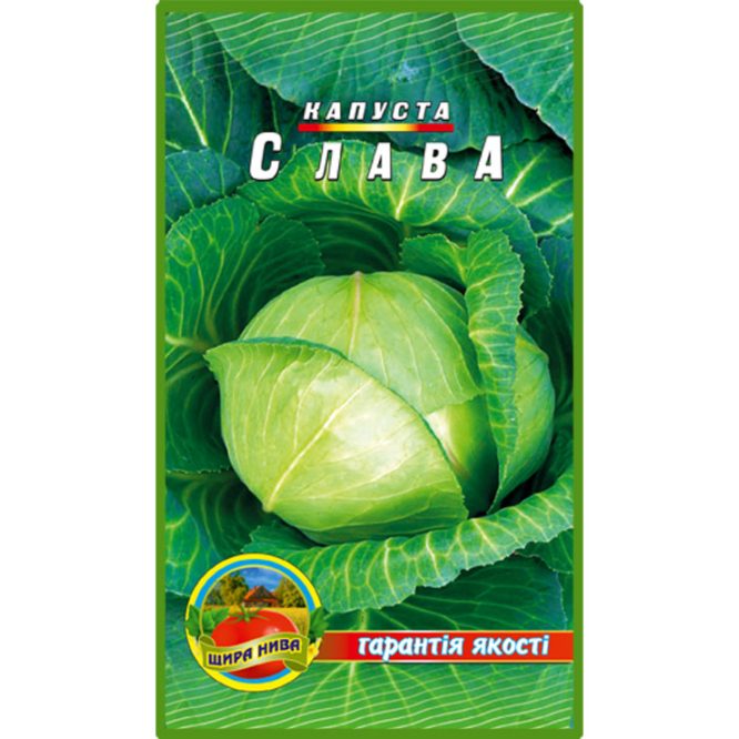 білоголова-капуста-слава-щира-нива