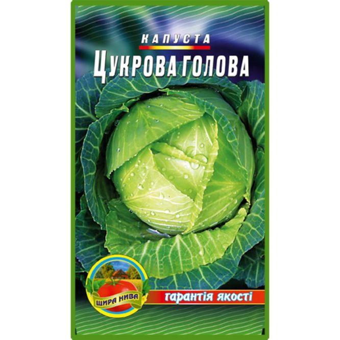 білоголова-капуста-цукрова-голова-щира-нива