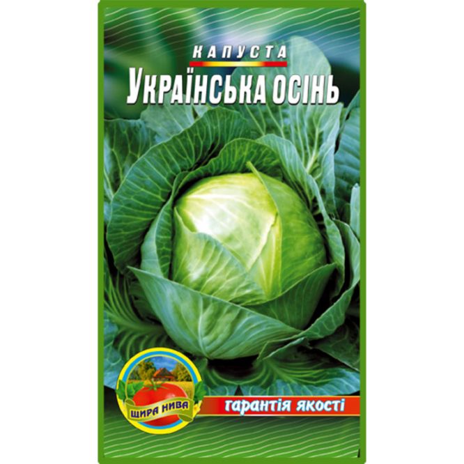 білоголова-капуста-українська-осінь-щира-нива