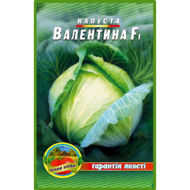 білоголова-капуста-валентина-щира-нива