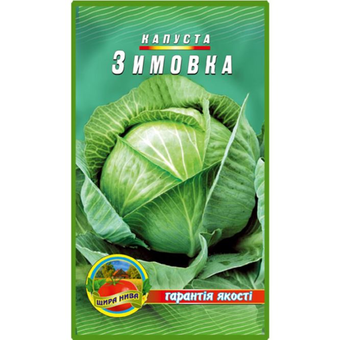 білоголова-капуста-зимовка-щира-нива