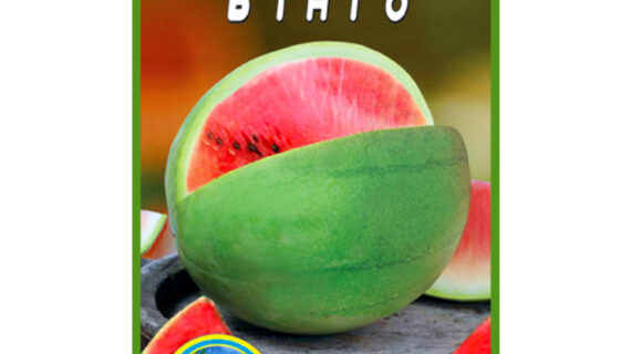 купити-кавун-бінго-щира-нива