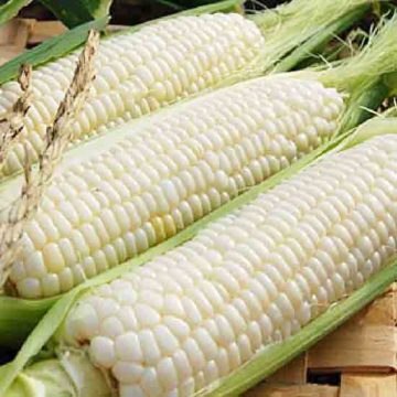 Кукуруза Медунка пакет 10 грамм