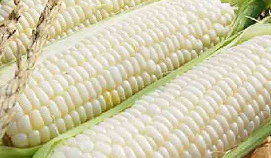 насіння-Кукурудза-Медунка